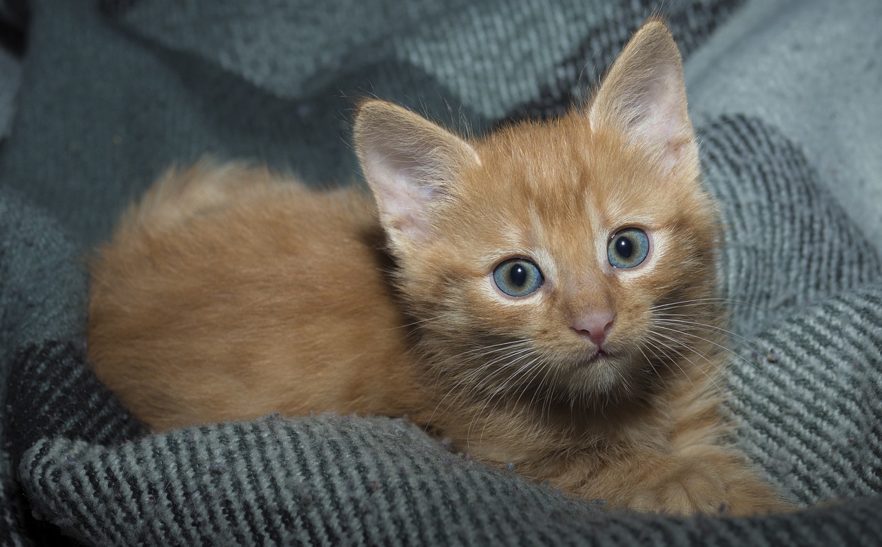 猫走势图,猫走势图，探索猫咪世界的神秘魅力与独特趋势